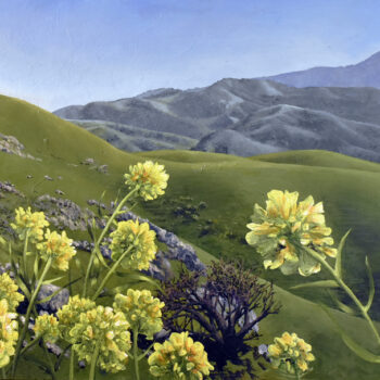Yellow Flowers Rolling Hills Salinas Valley, 12″x16″